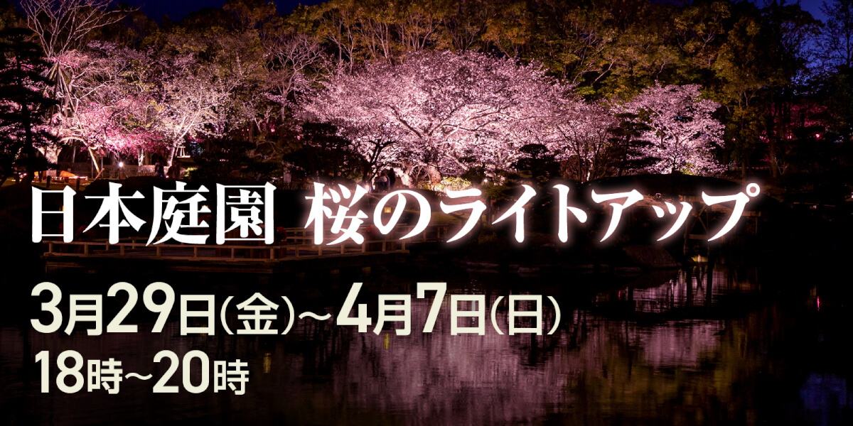 日本庭園　桜のライトアップ　3月29日金曜日から4月7日 日曜日まで