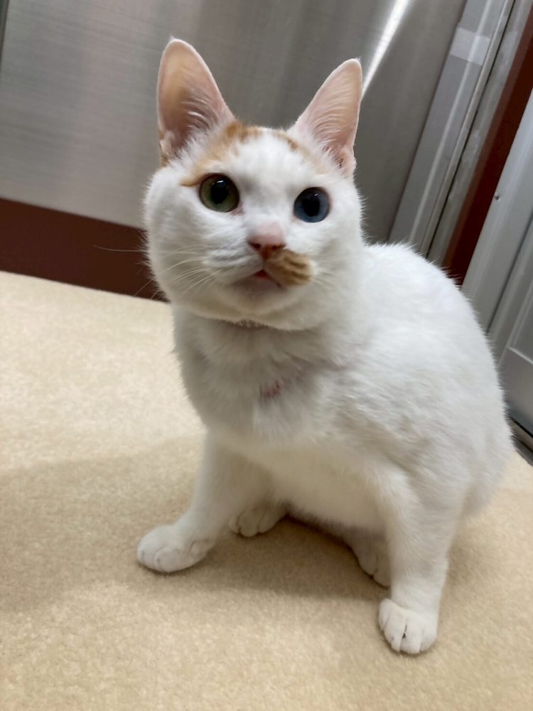 ねこ