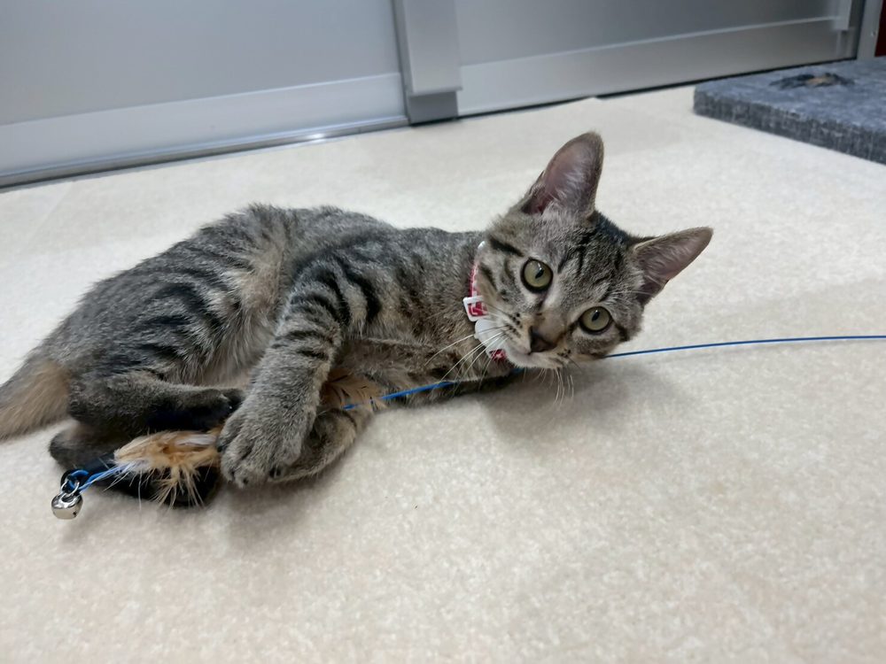 ねこ
