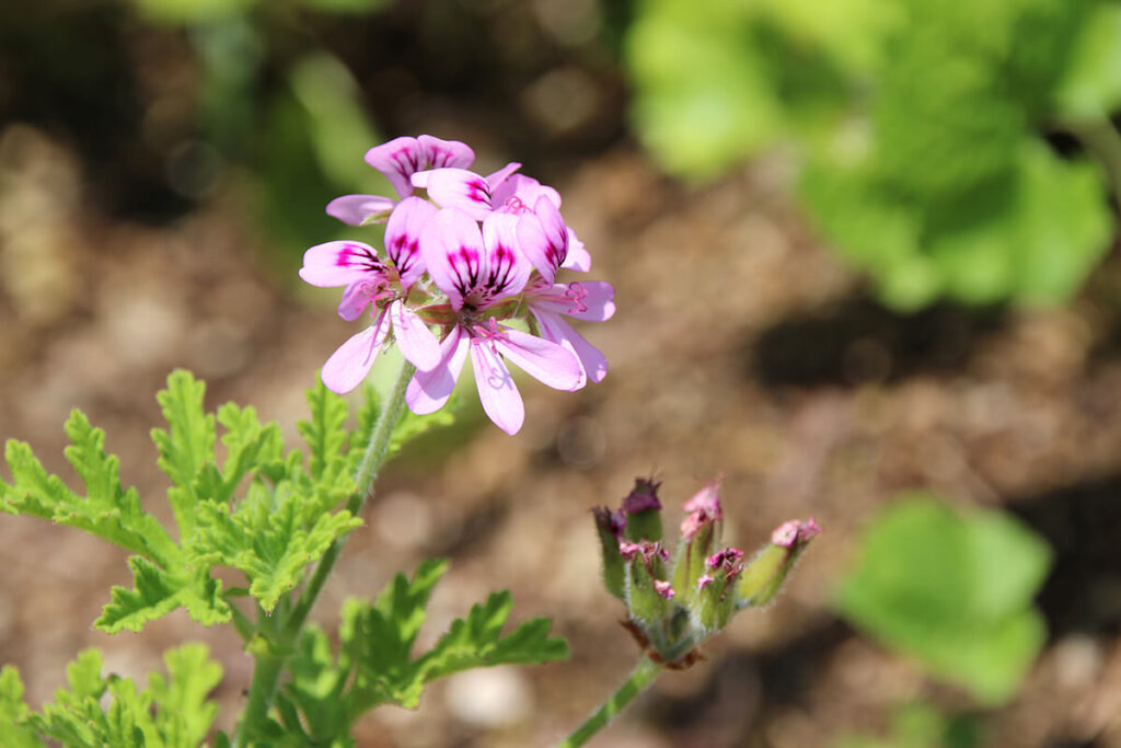 ローズゼラニウム