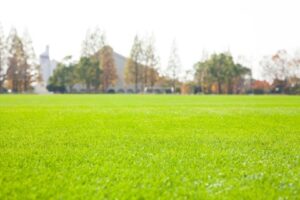 芝生広場の青々と生い茂る芝生