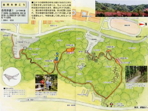 コナラバヤシの道