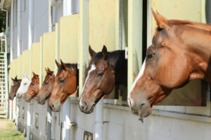 馬事公苑の馬たち