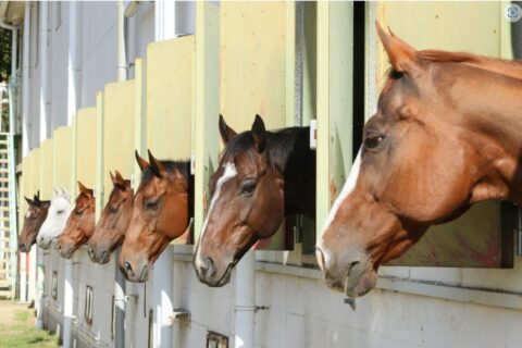 馬事公苑の様子