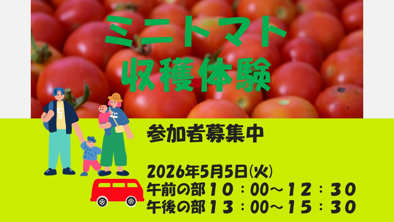 収穫体験（ミニトマト）in中野ファーム