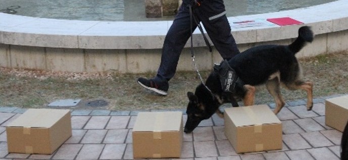 麻薬探知犬