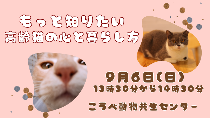 もっと知りたい高齢猫の心と暮らし方
