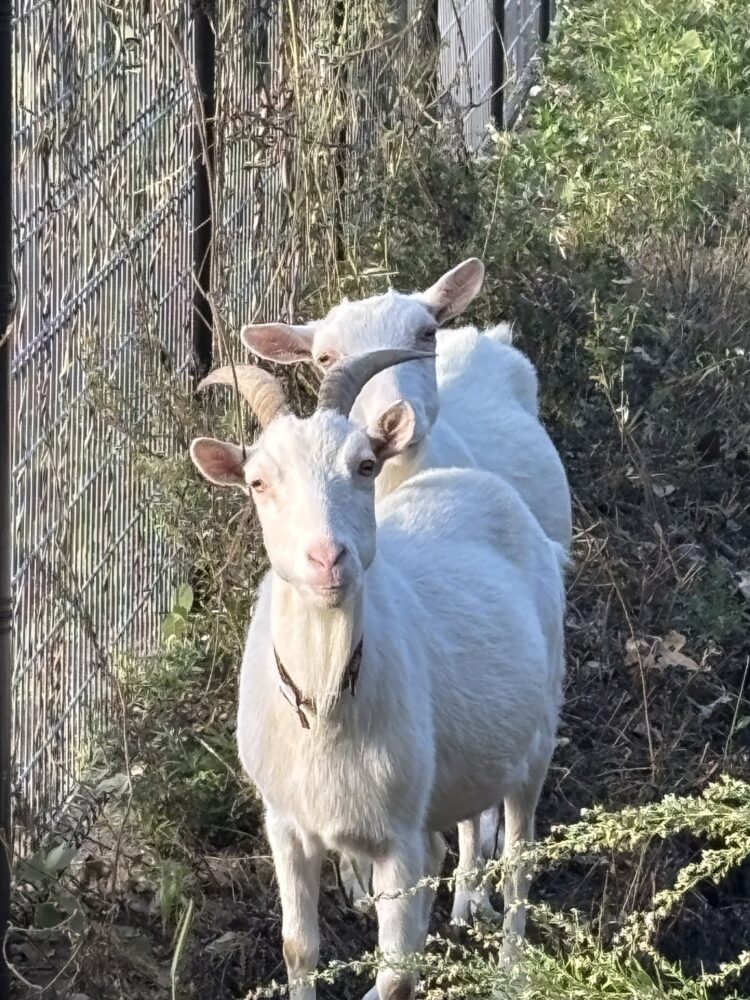 ヤギのユキとコユキ