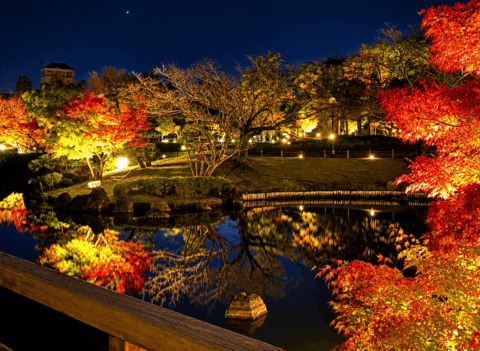 紅葉のライトアップの様子