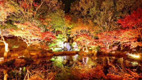 紅葉のライトアップの様子